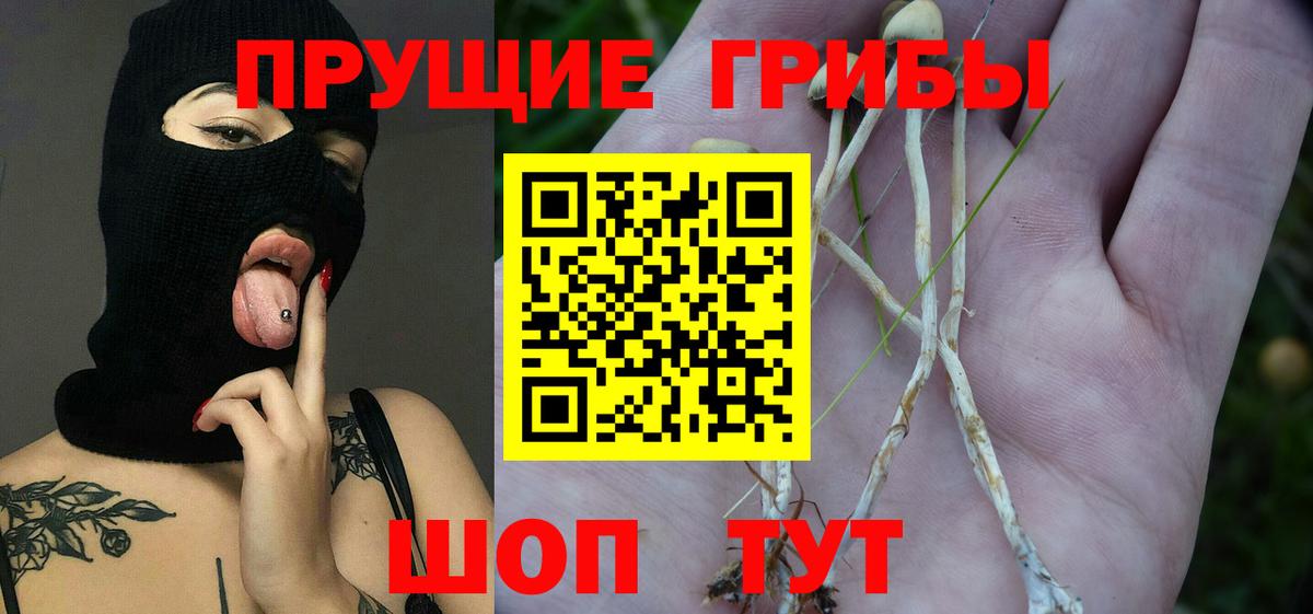Галлюциногенные грибы Psilocybine cubensis Мариинск